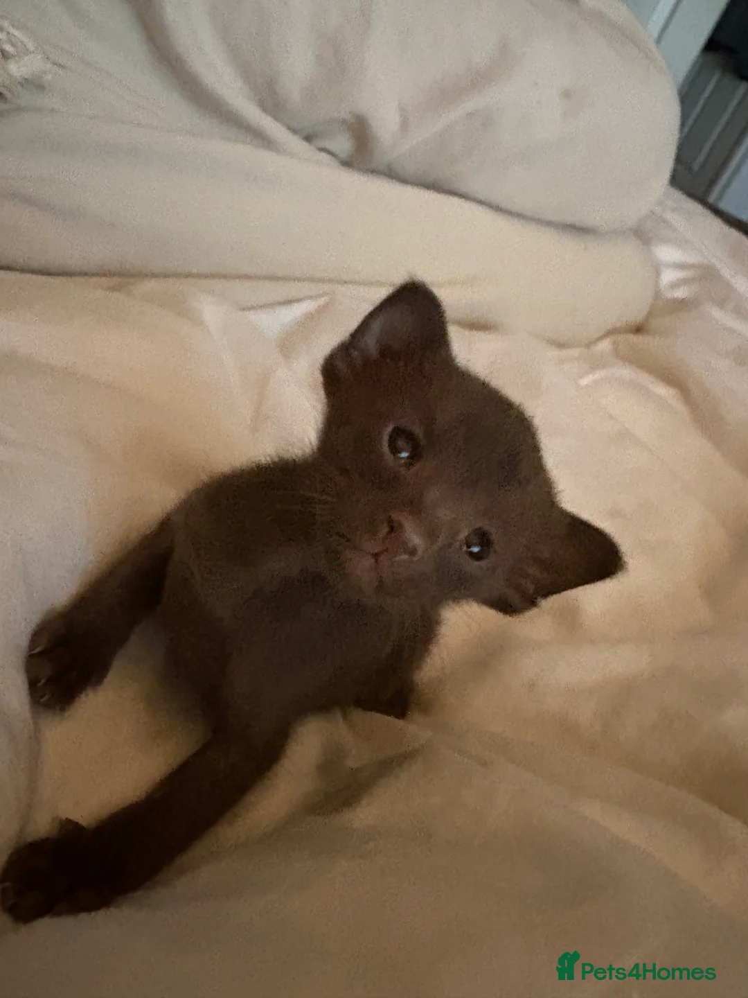 Oriental cats for sale: Chocolate Oriental Kittens  - Advert 8