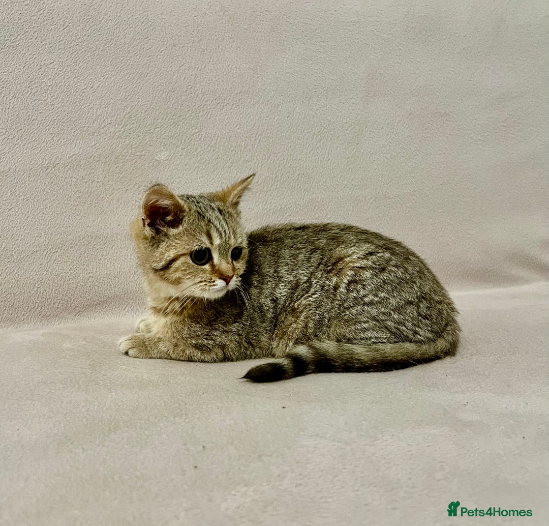 British Shorthair cats for sale: Charming pure BSH kitten - Image 3