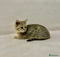 British Shorthair cats - Advert 9