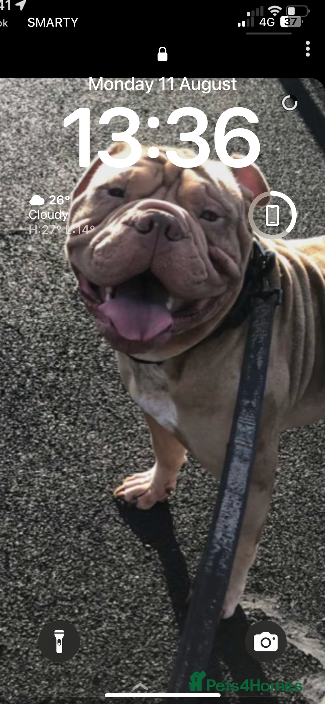 Mixed Breed dogs for sale: Dog for sale  - Image 1