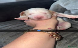 Cocker Spaniel dogs for sale: 7 beautiful cocker spaniel puppies 🩷💙 - Advert 4