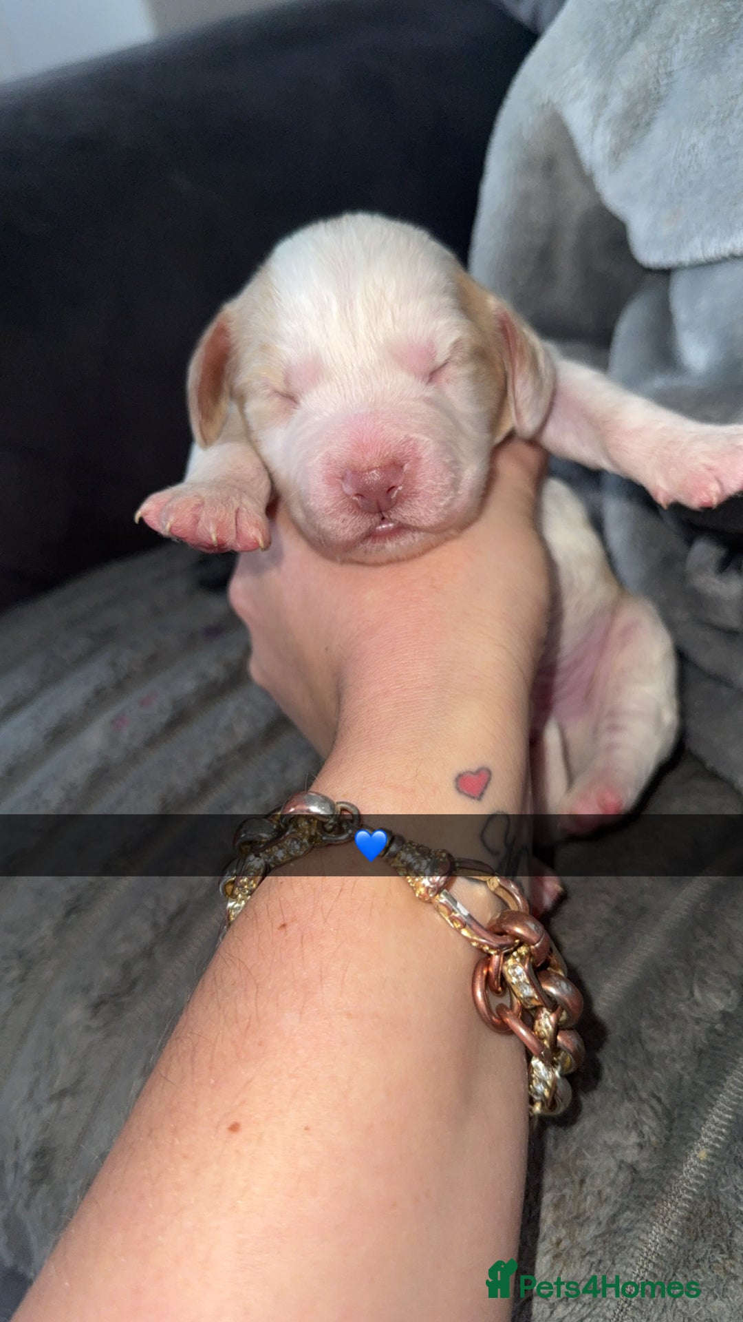 Cocker Spaniel dogs for sale: 7 beautiful cocker spaniel puppies 🩷💙 - Advert 4