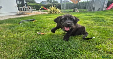 Irish Wolfhound dogs - Advert 1