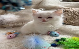 Ragdoll cats for sale: 💙🩷GCCF RAGDOLL KITTENS M&F 9WKS NEUT & SPAYED 🥇 - Image 17