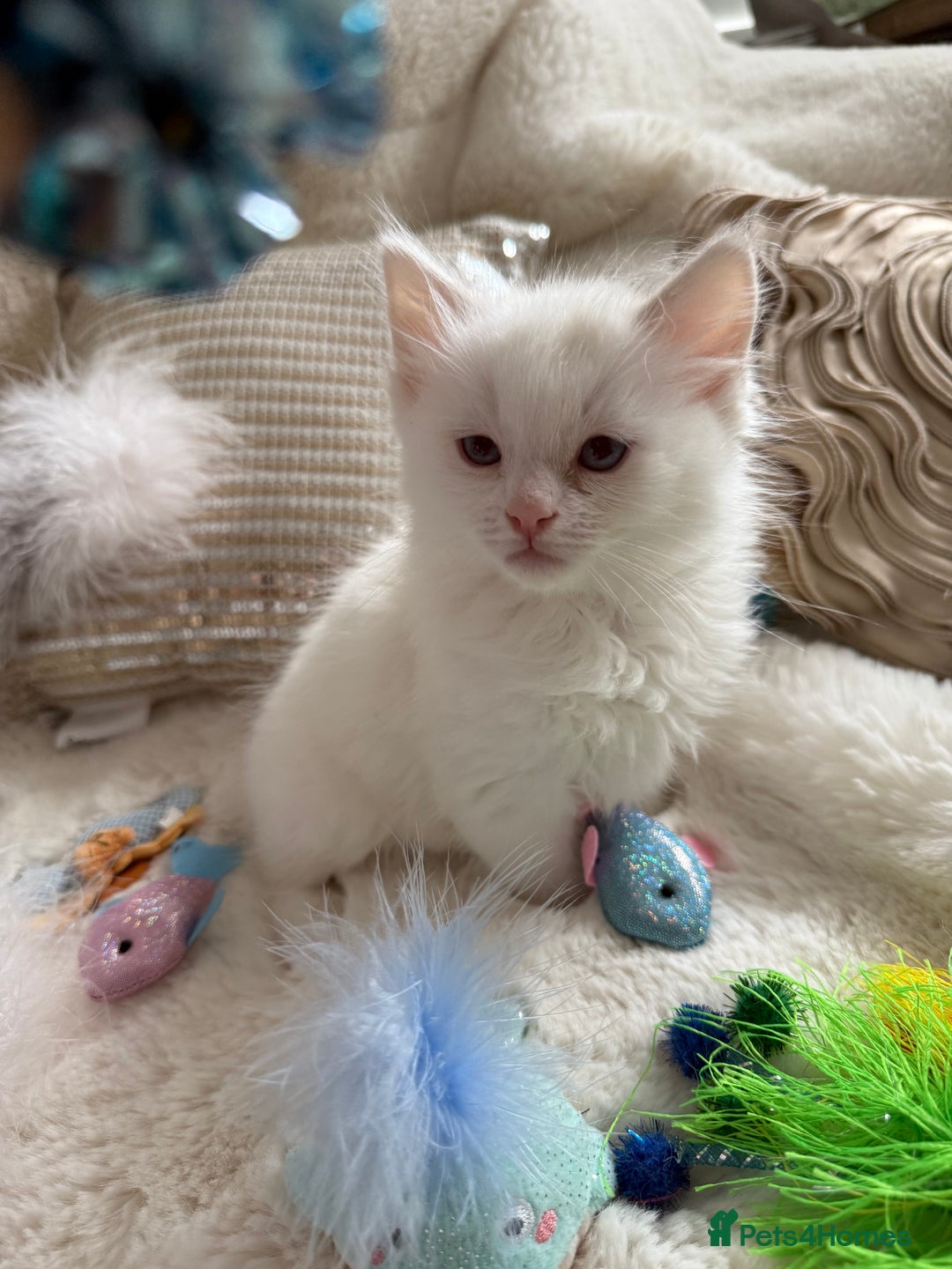 Ragdoll cats for sale: 💙🩷GCCF RAGDOLL KITTENS M&F 9WKS NEUT & SPAYED 🥇 - Image 17