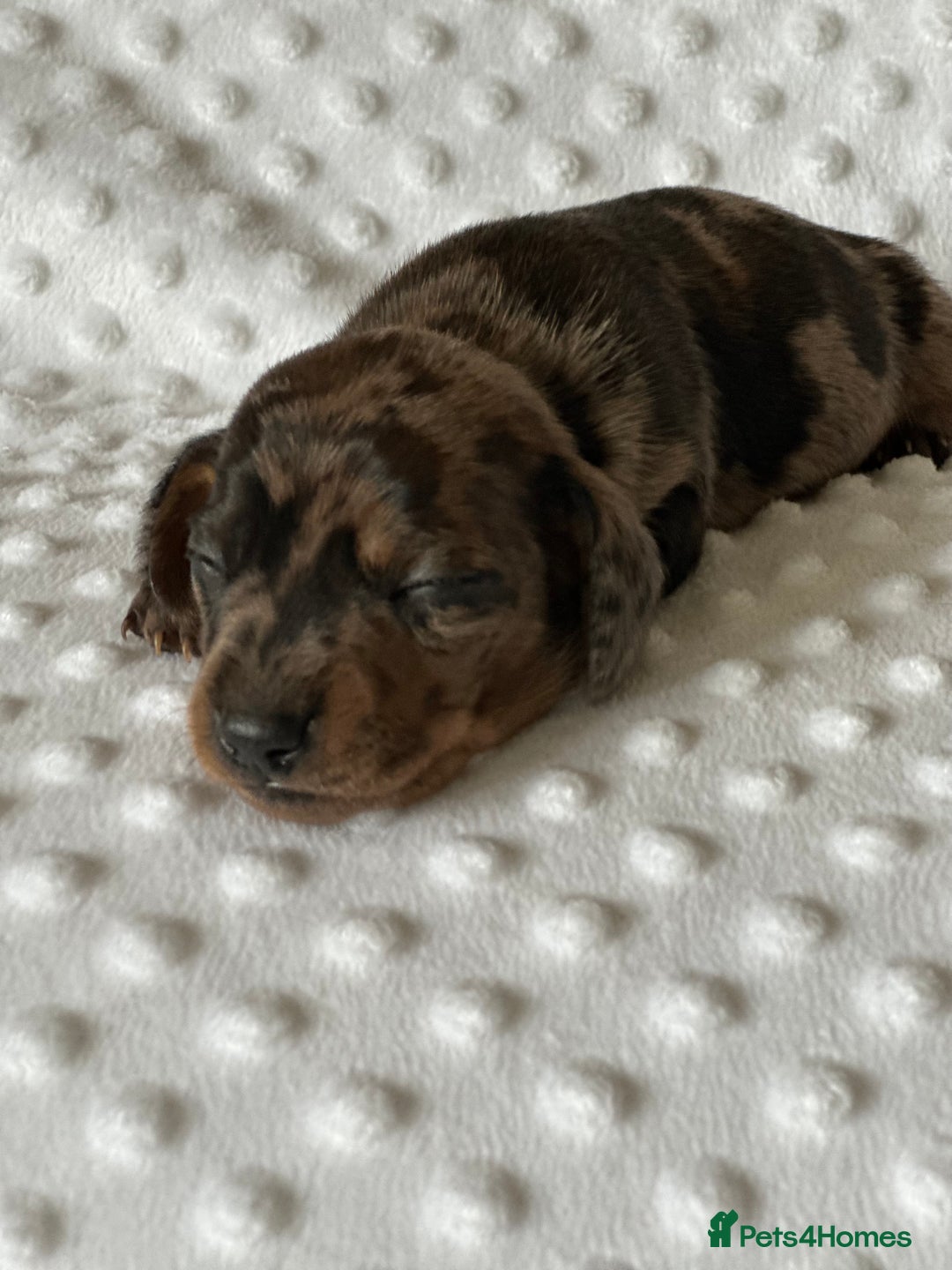 Miniature Dachshund dogs for sale: Champion  lines brindle / dapple mini daschund  - Image 1