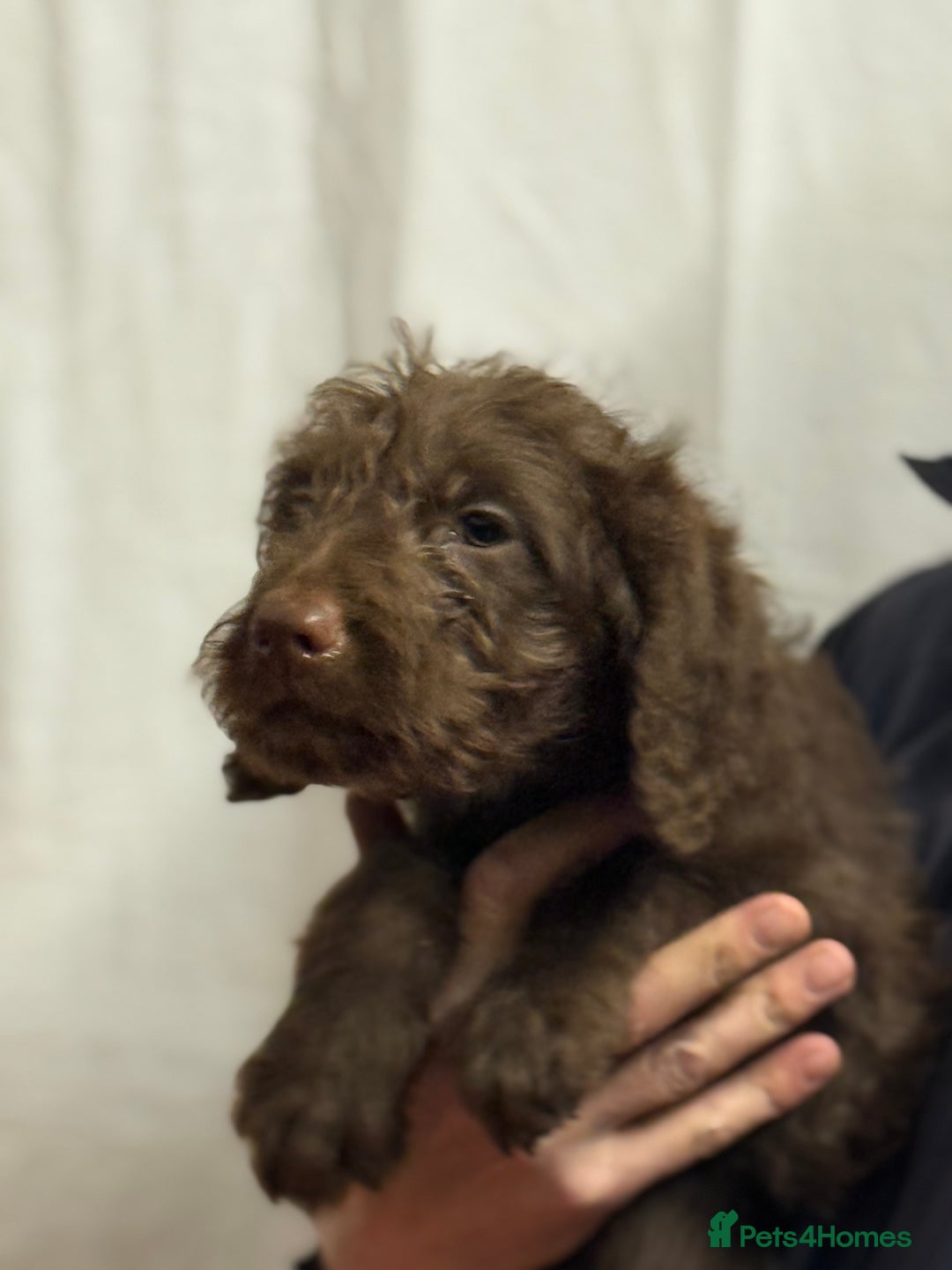 Labradoodle dogs for sale: F1 standard labradoodles  - Advert 5