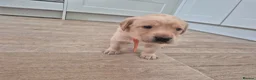 Labrador Retriever dogs for sale: Stunning labrador puppies - Advert 10