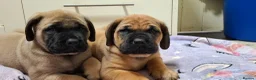 Mastiff dogs for sale: Mastiff puppies  in Galashiels - Advert 13