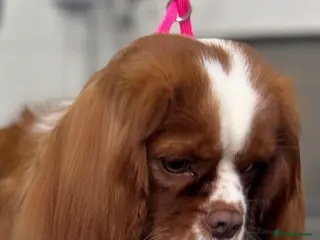 Cavalier King Charles Spaniel dogs Blenheim chocolate male King Charles spaniel - Advert 1