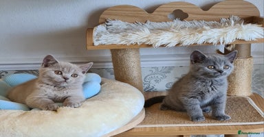 British Shorthair cats - Advert 3