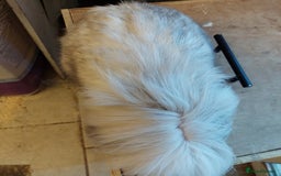 Mini Lion Lop rabbits for sale: Pure bred Dm mini lionlop buck  - Image 4
