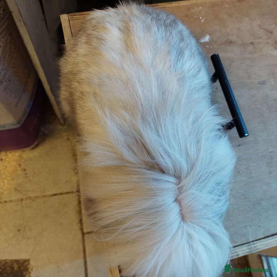 Mini Lion Lop rabbits for sale: Pure bred Dm mini lionlop buck  - Image 4