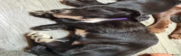 Cocker Spaniel dogs for sale: Beautiful Cocker Spaniel Puppies  - Advert 4