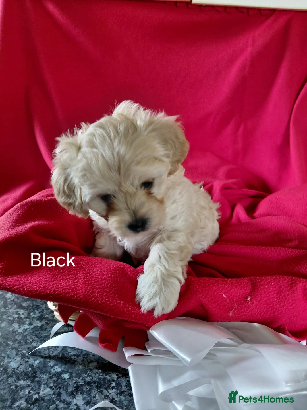 Maltipoo dogs for sale: Only 1 fully vaccinated Maltipoo pup left. - Advert 15