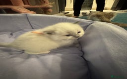 Ragdoll cats for sale: Three beautiful blue ragdoll kittens  - Image 27