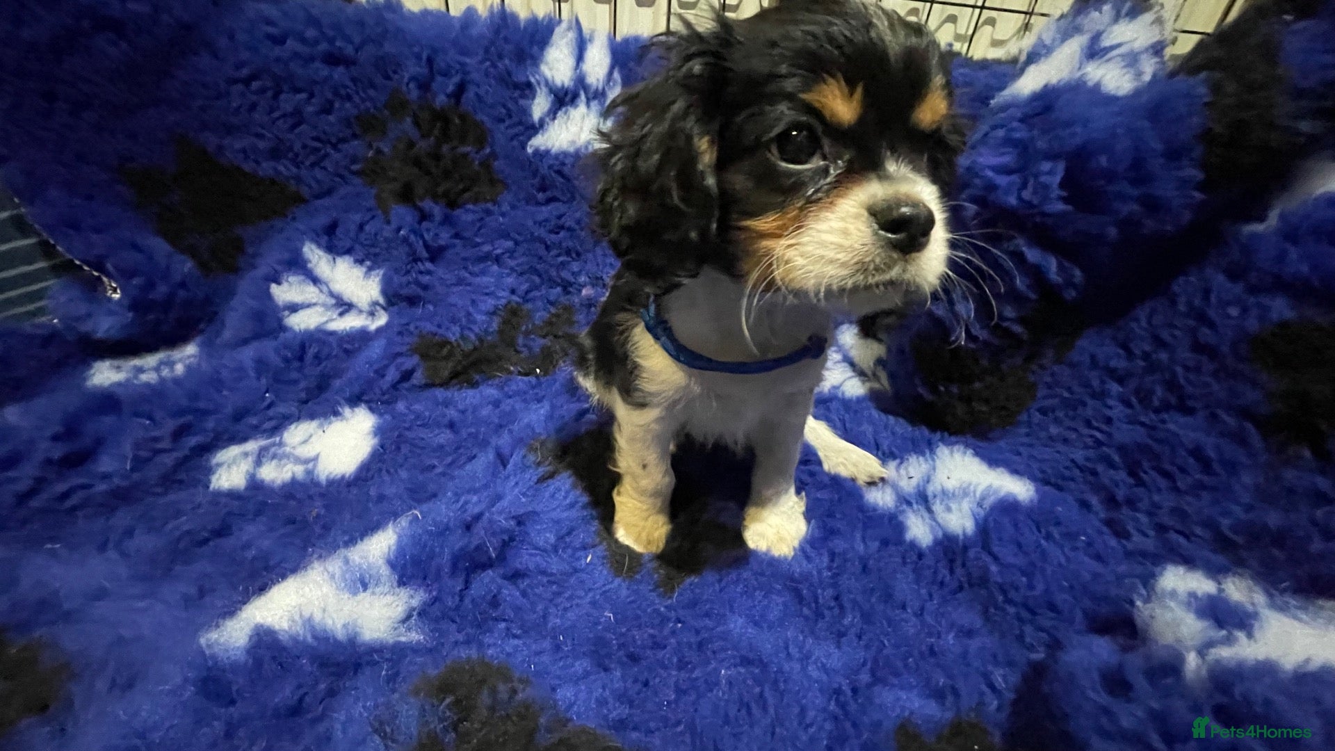 Cavalier King Charles Spaniel dogs Cavalier King Charles puppies  - Advert 1