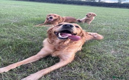Golden Retriever dogs for sale: Kc pedigree golden retrievers (fox red  in Malton - Image 30