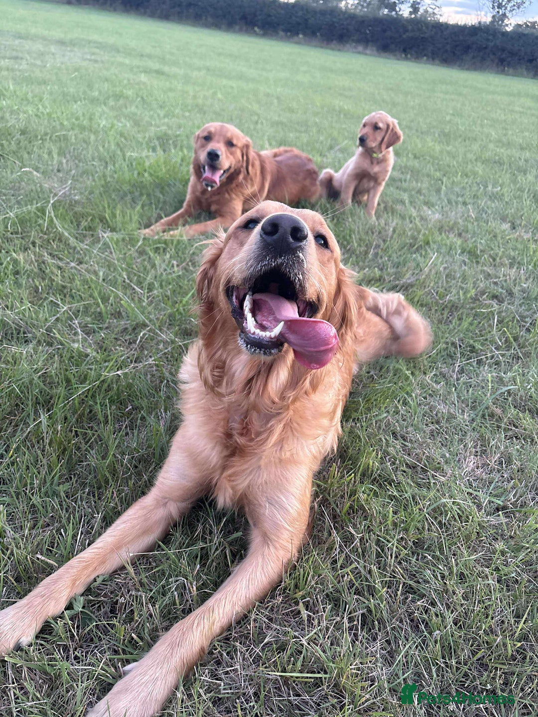 Golden Retriever dogs for sale: Kc pedigree golden retrievers (fox red  in Malton - Image 30