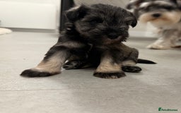 Miniature Schnauzer dogs for sale: KC Miniature Schnauzers  - Image 2