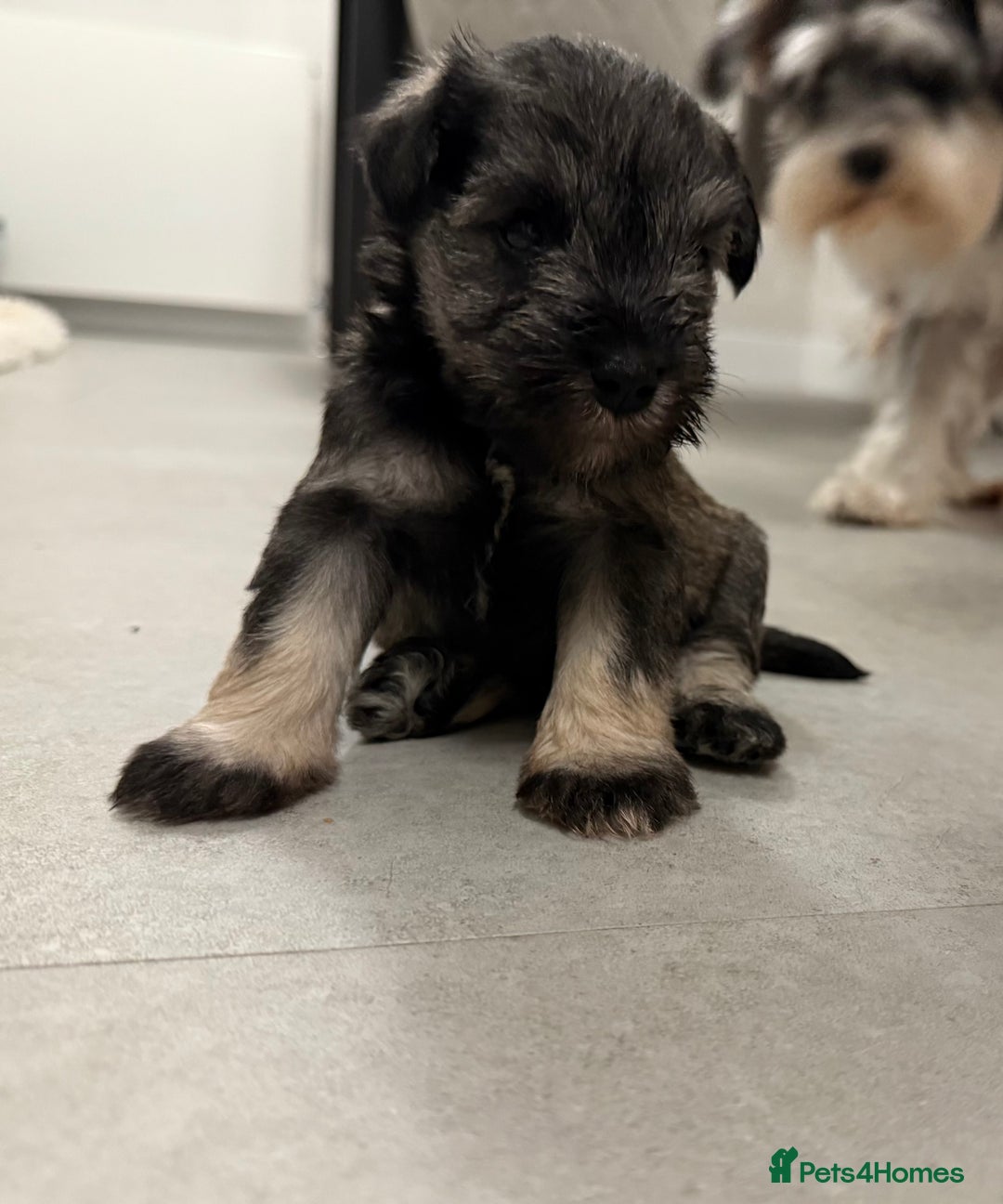 Miniature Schnauzer dogs for sale: KC Miniature Schnauzers  - Image 2