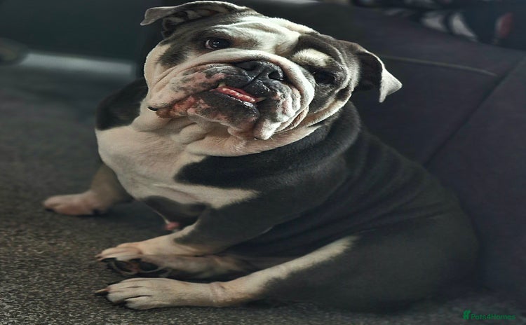 English Bulldog dogs - Advert 1