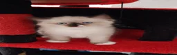 Ragdoll cats for sale: Adorable lovely ragdoll girl. - Advert 9