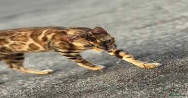 Bengal cats - Advert 3