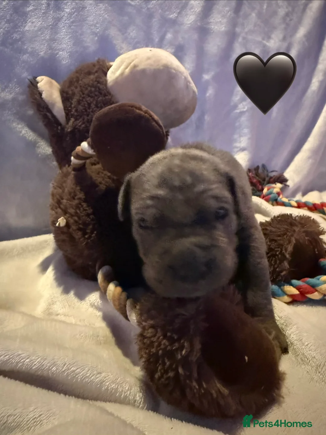 Cane Corso dogs for sale: Cane corso puppies ICCF registered  - Advert 15