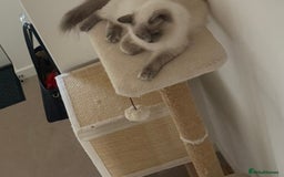 Ragdoll cats for sale: Angel looking for her forever home! - Image 5