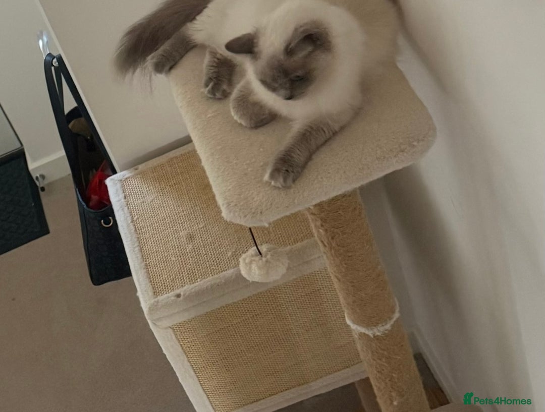 Ragdoll cats for sale: Angel looking for her forever home! - Image 5