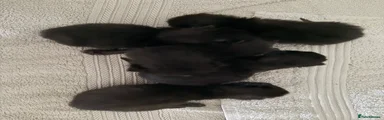 Mixed Breed 2