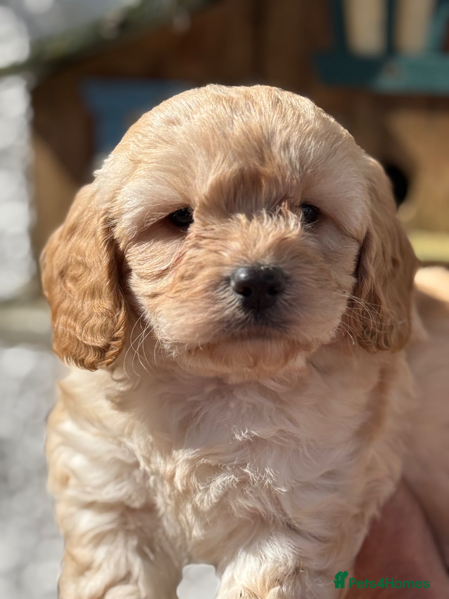 Cockapoo dogs for sale: READY. NOW Stunning F1 Cockapoo Boy  - Advert 8