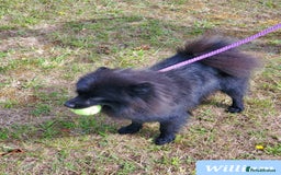 German Spitz dogs for sale: Wonderful William Looking For Loving Home - Image 8