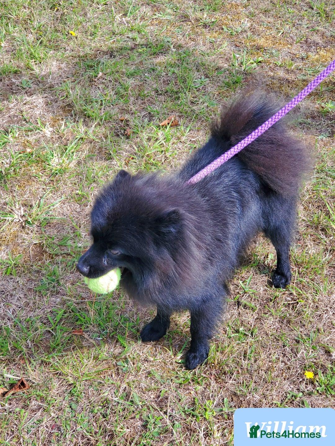 German Spitz dogs for sale: Wonderful William Looking For Loving Home - Image 8