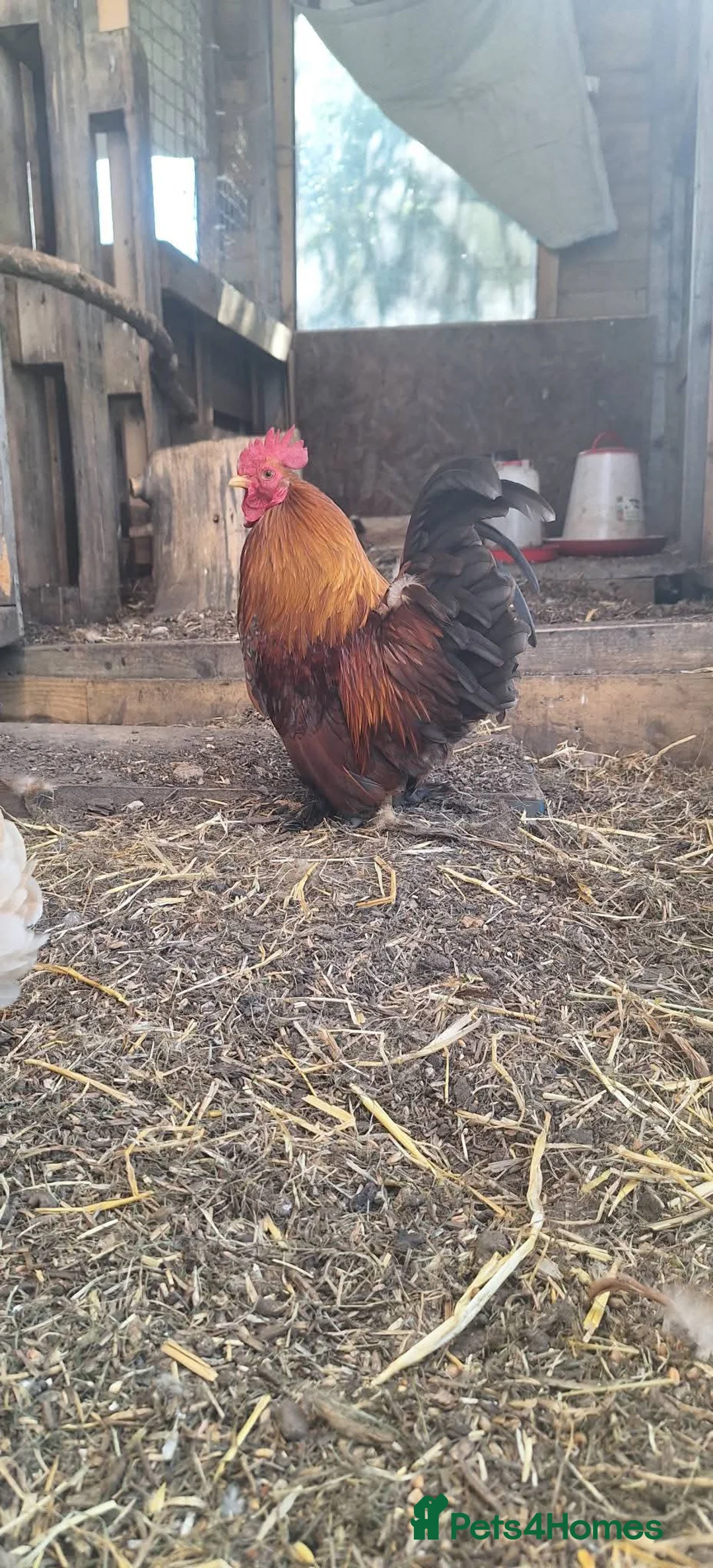 Chickens poultry for sale: Serama x frizzles Cockerells  - Advert 1