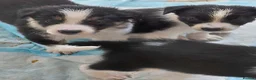 Mixed Breed dogs for sale: 8 healthy active collie pups in Cramlington - Advert 4