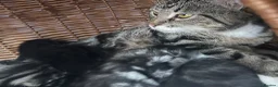 Mixed Breed cats for sale: Beautiful kittens  in Woking - Advert 1