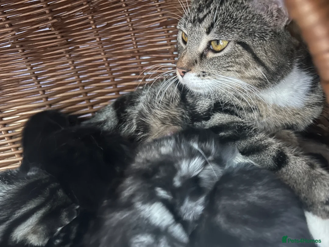 Mixed Breed cats for sale: Beautiful kittens  in Woking - Advert 1