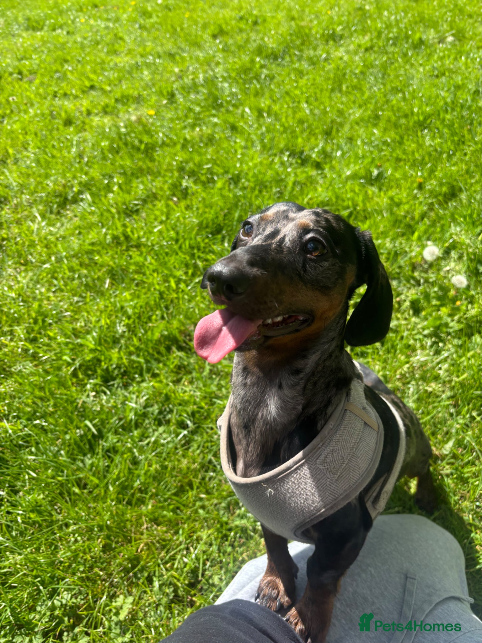 Miniature Dachshund dogs Blue merle PROVED miniature Dachshund for Stud  - Advert 1