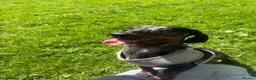 Miniature Dachshund dogs for stud: Blue merle PROVED miniature Dachshund for Stud  in Deeside - Advert 1