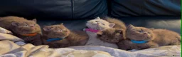 British Shorthair cats for sale: Stunning chocolate kittens available  - Advert 10