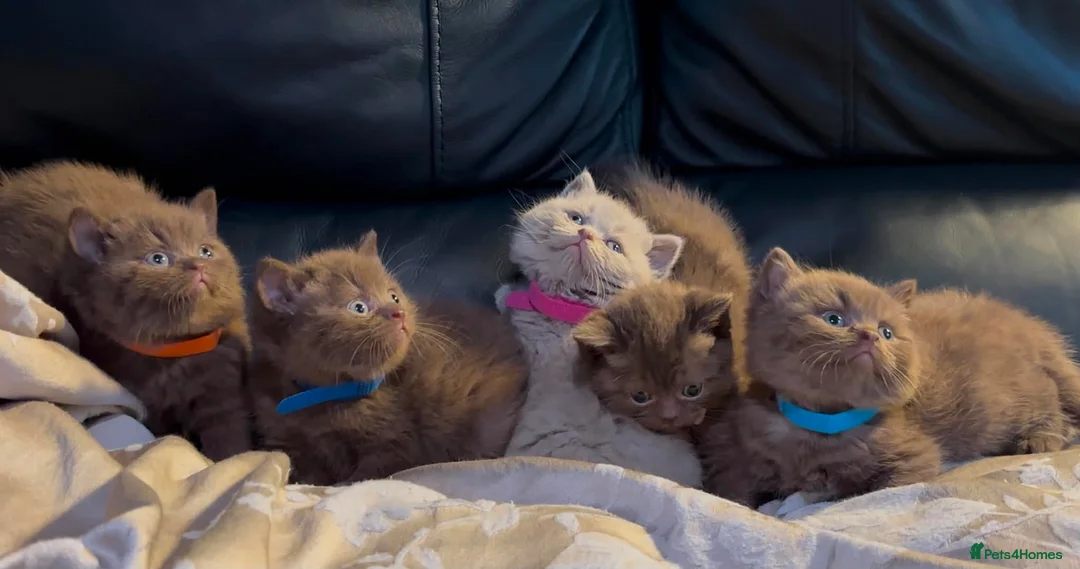 British Shorthair cats for sale: Stunning chocolate kittens available  - Advert 10