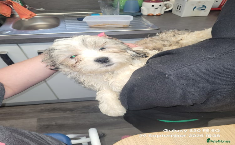 Lhasa Apso dogs - Advert 3