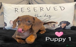Miniature Dachshund dogs for sale: Ethically Bred Superior Health Tested Miniatures - Image 26