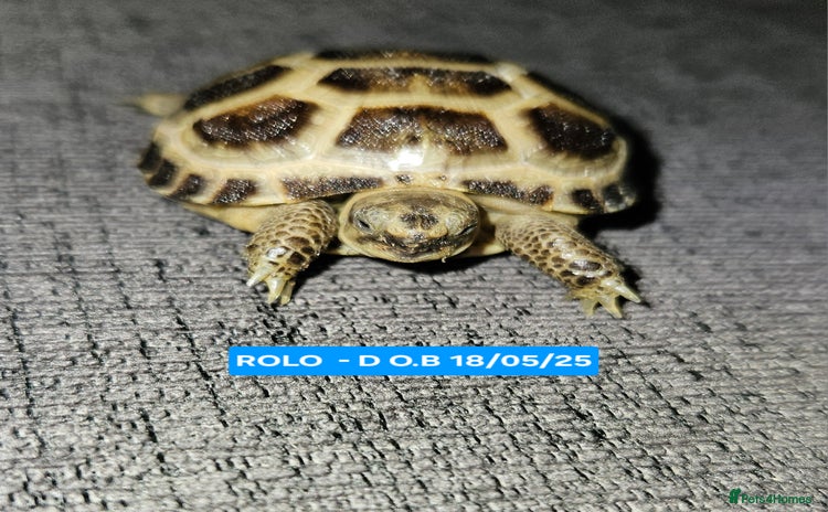Tortoise reptiles - Advert 1
