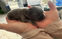 French Bulldog dogs for sale: Fluffy French bulldog  - Image 4