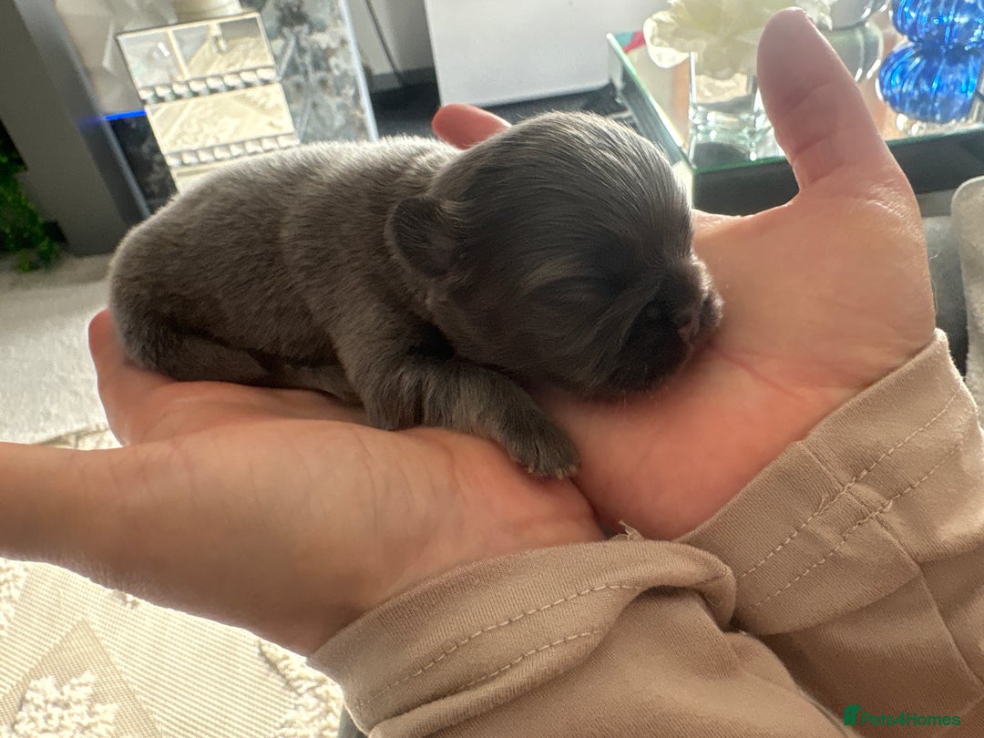 French Bulldog dogs for sale: Fluffy French bulldog  - Image 4