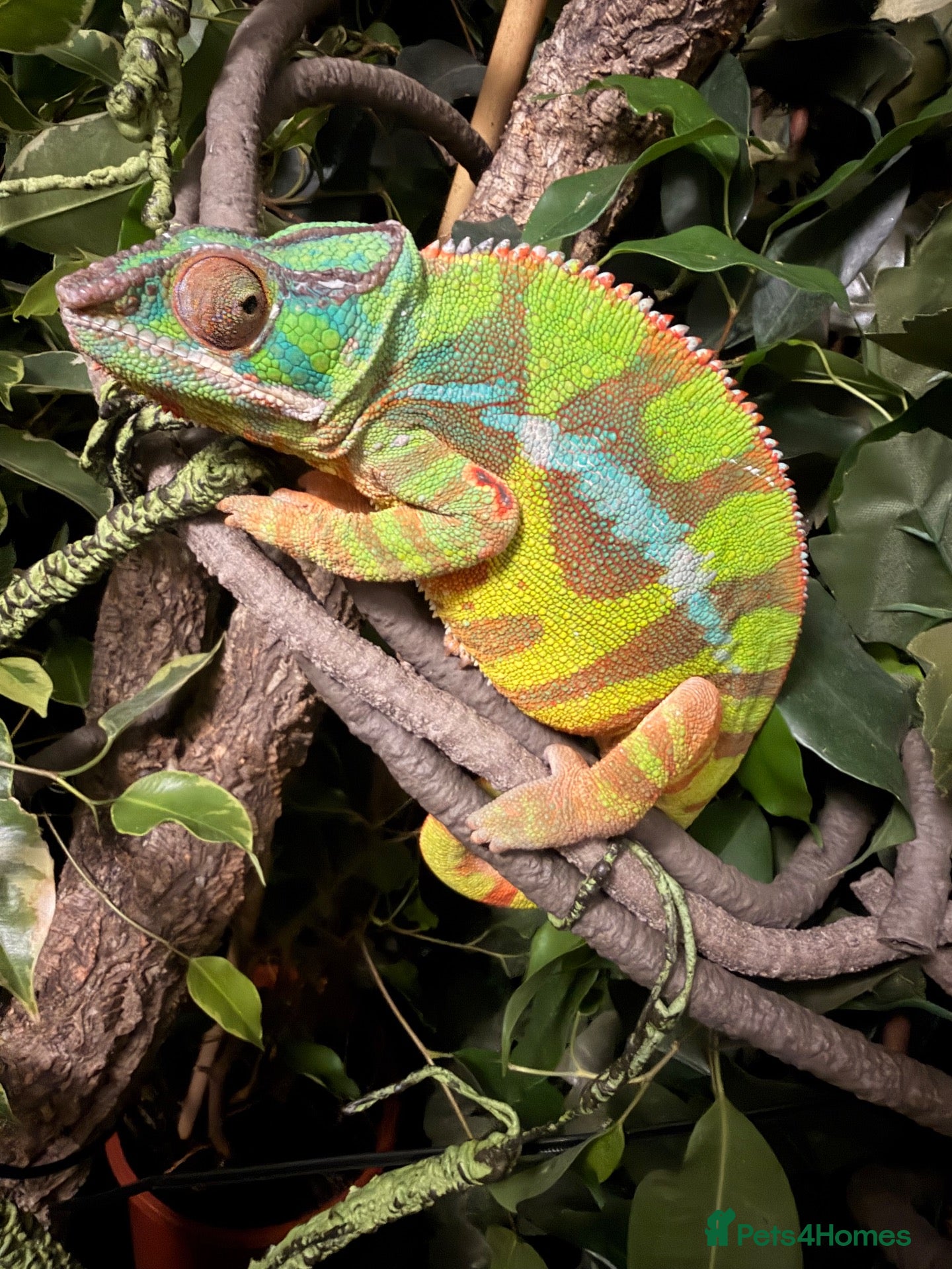 Chameleon reptiles Baby panther chameleons - Advert 2