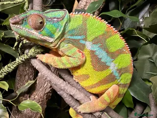 Chameleon reptiles Baby panther chameleons - Advert 2